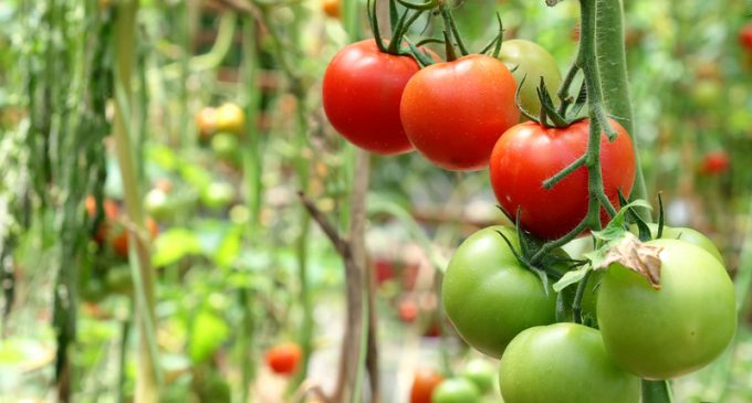 Tomatoes 101: Types of Tomatoes and How to Use Them