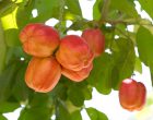 This Popular Fruit Is So Dangerous It’s Banned in the U.S.