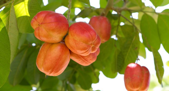 This Popular Fruit Is So Dangerous It’s Banned in the U.S.