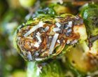 The One Cooking Method That Will Get Anyone To Eat Brussel Sprouts