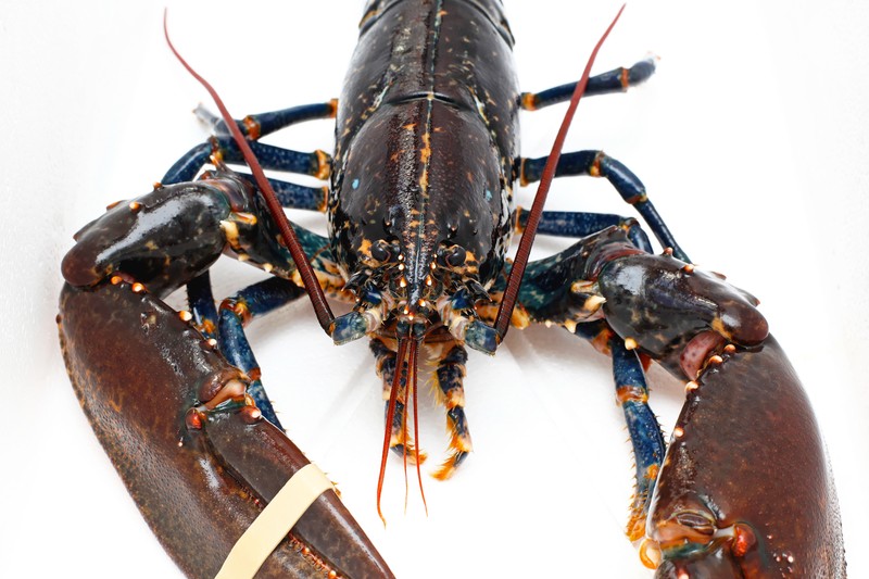 Calm A Lobster Before Boiling It By Standing It On Its Head Avoid That